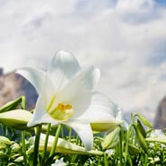 No. 084 - Lily of the Valleys