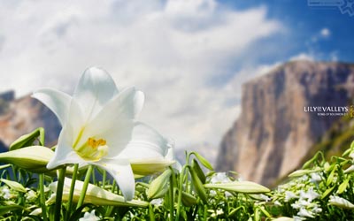 No. 084 - Lily of the Valleys