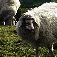 No. 148 - Wolves in Sheep's Clothing